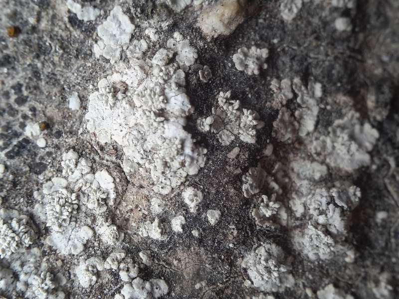 [Trapeliopsis wallrothii]